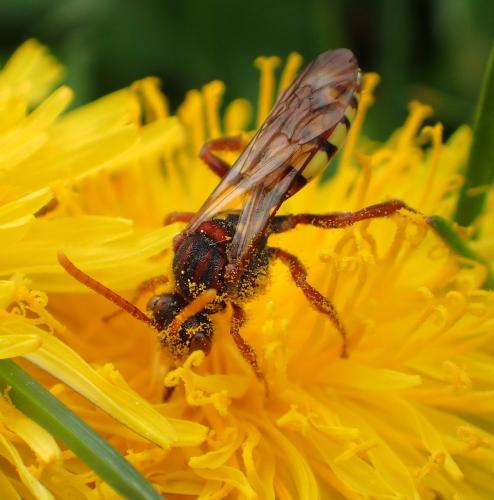 Nomada signata